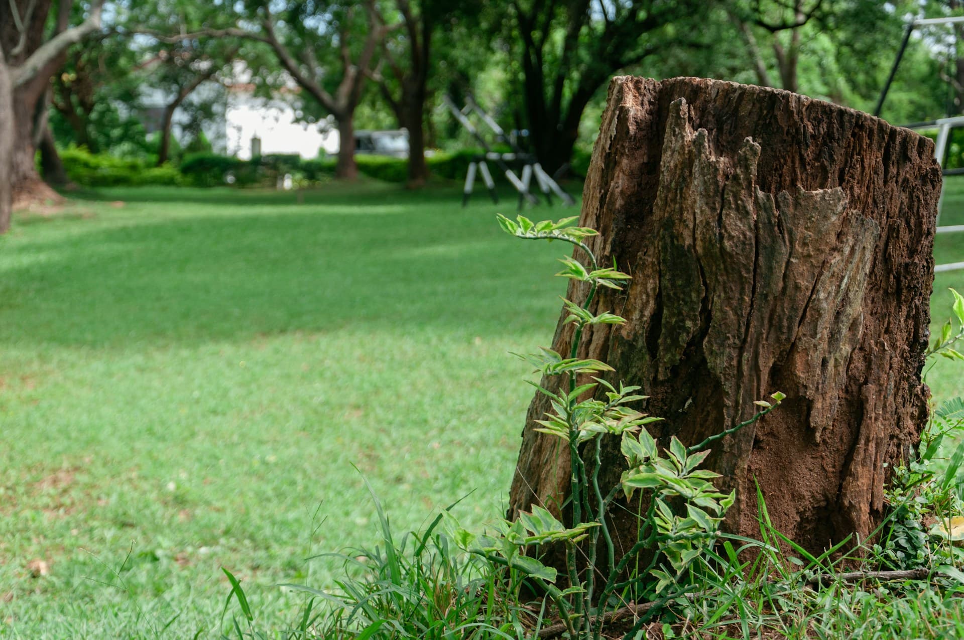 Weathered tree stump on a green lawn surrounded by grass and trees